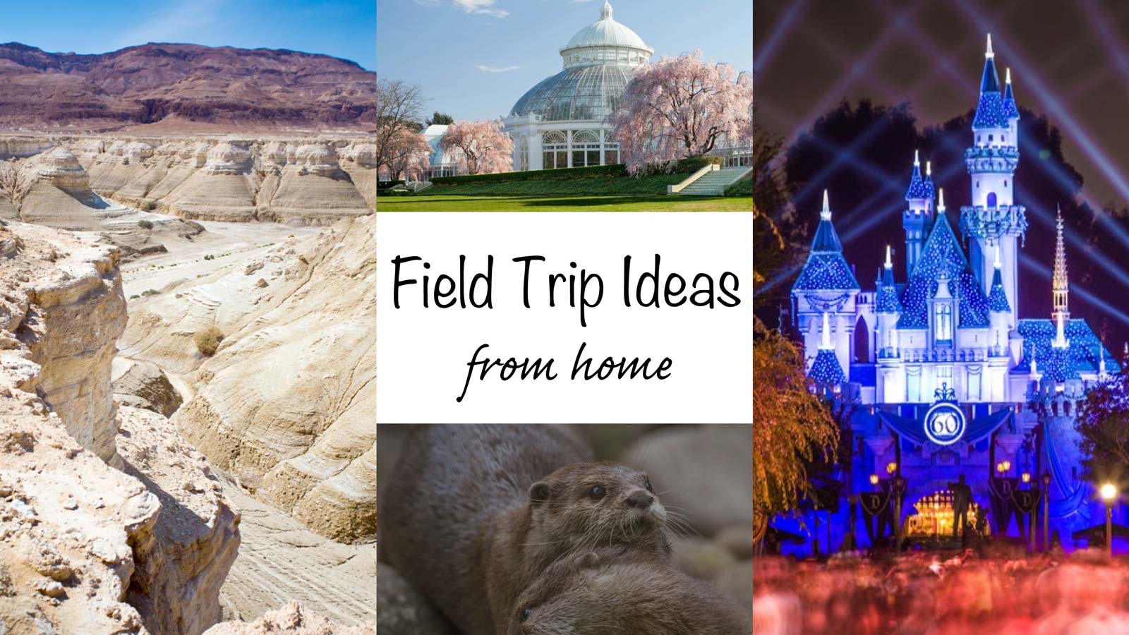 Field Trip Ideas From Home
